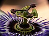 er2 - passionsblume- (c) e rockstroh.jpg